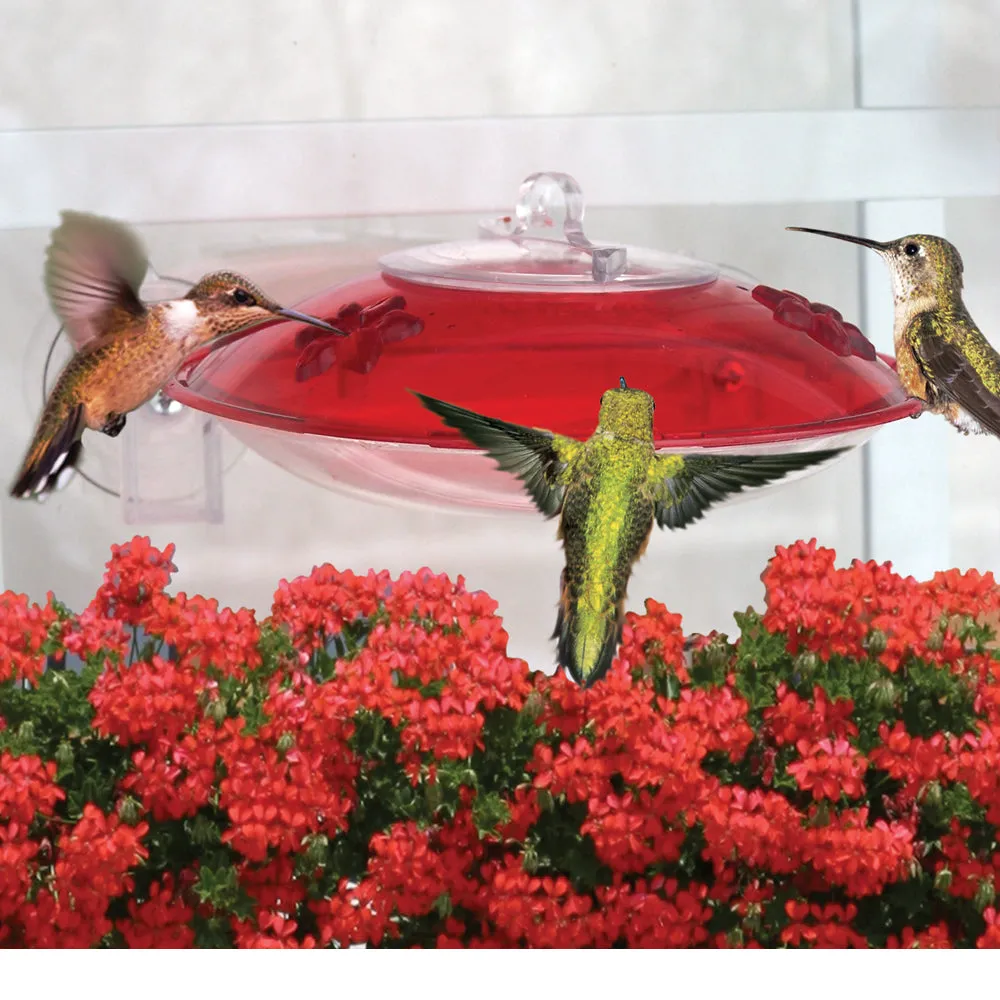 Droll Yankees Easy View Hummingbird Feeder